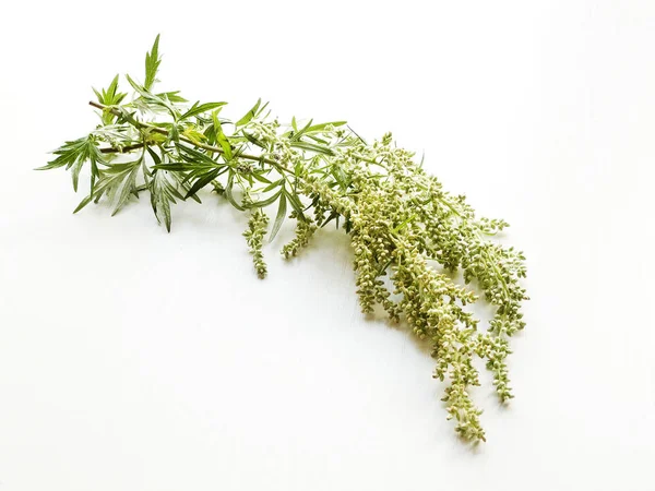 Sagebrush em branco — Fotografia de Stock