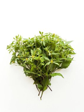 Beyaz üzerinde Bidens