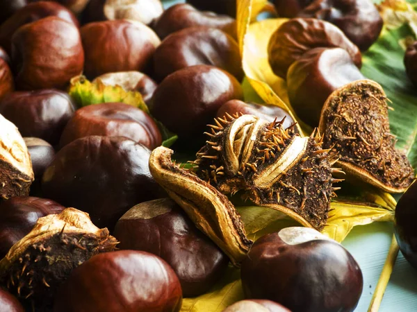 Conkers de castaño de Indias — Foto de Stock