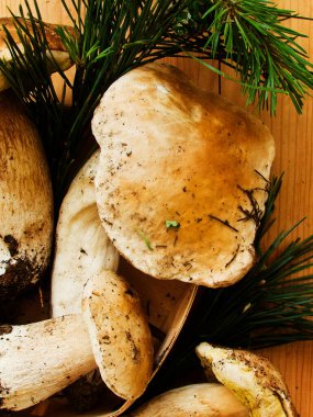 Taze Boletus edulis veya Cep, ahşap zemin üzerinde Porcini mantarları / Sığ dof.