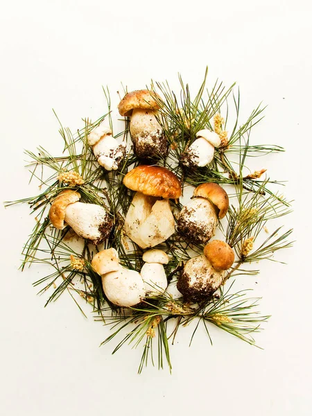 Fresh Boletus Edulis Cep Porcini Mushrooms Wooden Background Shallow Dof — Stock Photo, Image