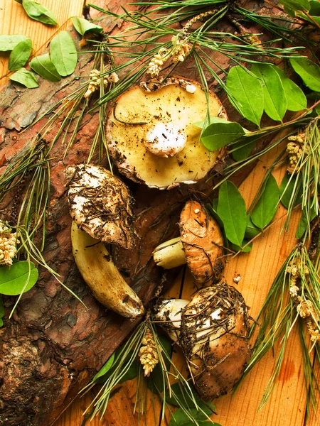 Frische Suillus Pilze Auf Dem Hölzernen Hintergrund Flacher Dof — Stockfoto