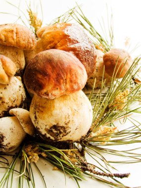 Taze Boletus edulis veya Cep, ahşap zemin üzerinde Porcini mantarları / Sığ dof.