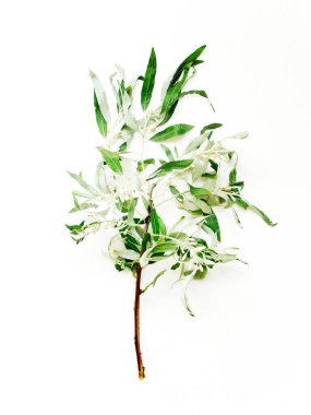 Beyaz ahşap arka planda gümüşüzümü ağacı dalı. Sığ dof.