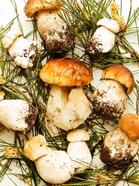 Boletus Edulis Cep Fresco Cogumelos Porcini Fundo Madeira Dof Raso — Fotografia de Stock