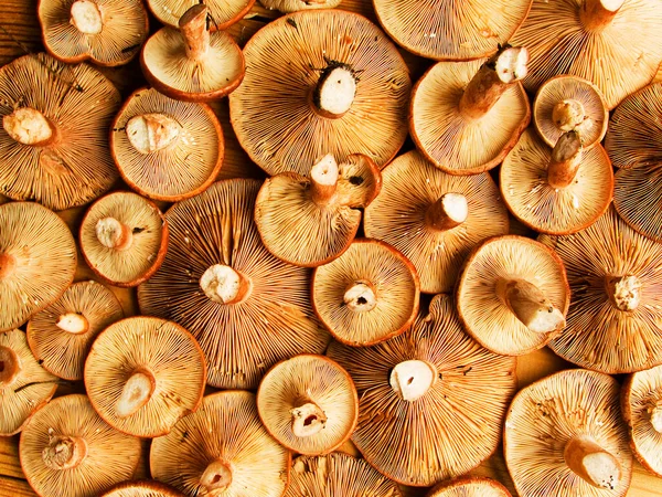 Fresh Lactarius Rufusi Rufous Milkcap Mushrooms Wooden Background Shallow Dof — Stock Photo, Image