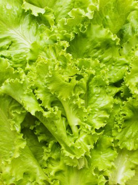 Arka planda bebek yeşili marul. Sığ dof.