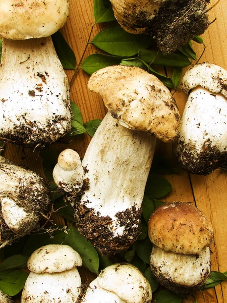 Fresh Boletus Edulis Cep Porcini Mushrooms Wooden Background Shallow Dof — Stock Photo, Image