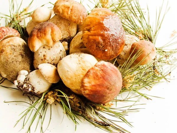 Fresh Boletus Edulis Cep Porcini Mushrooms Wooden Background Shallow Dof — Stock Photo, Image