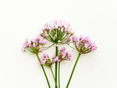 Beyaz ahşap arka planda yabani sarımsak çiçekleri. Sığ dof.