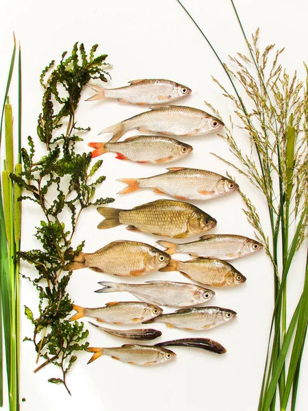 Verschiedene Arten Von Süßwasserfischen Auf Weißem Holzgrund Oberflächlicher Dof — Stockfoto