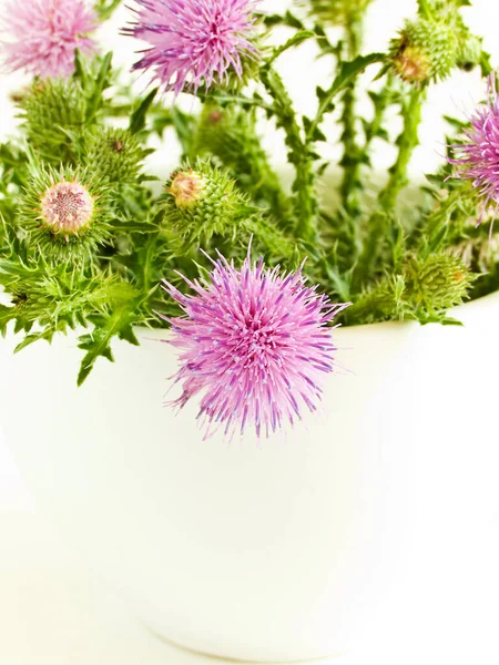 Cardo Leite Silybum Sobre Fundo Madeira Branco Dof Rasa — Fotografia de Stock