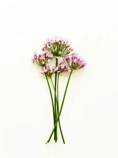 Dzikie Kwiaty Czosnku Białym Drewnianym Tle Płytkie Dof — Zdjęcie stockowe