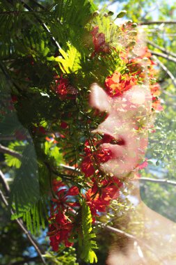 Canlılar ve çevre arasında uyumlu büyüme. Çift Pozlama