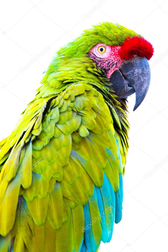 Photograph of a tropical parrot with green, blue and red feather