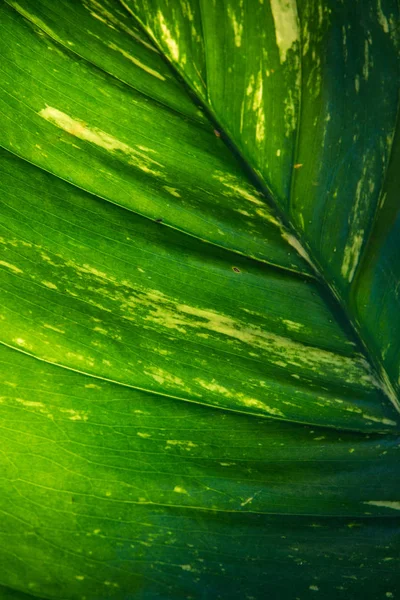 近照一张健康的绿叶,阳光灿烂,色彩斑斓 — 图库照片