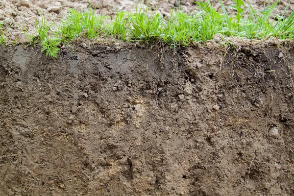 Close View Slice Soil Roots Grass — Stock Photo, Image