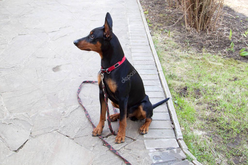German Pinscher raised his ears and sits on a leash on a stone paved garden path