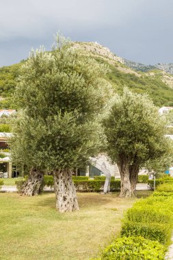 eteklerinde Park'ta büyüyen asırlık zeytin ağaçları