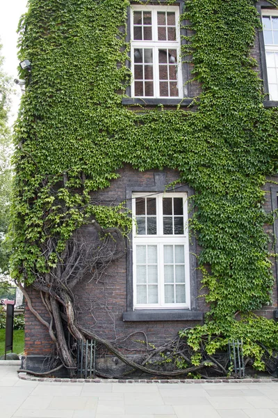 Antigua casa de ladrillo con grandes y hermosas ventanas entrelazadas con verde — Foto de Stock