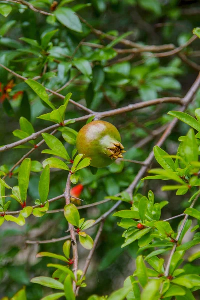 Вид свежих гранатовых фруктов на зеленом фоне — стоковое фото