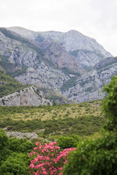 Blommande buskar av oleander och träd mot himlen och berget — Stockfoto