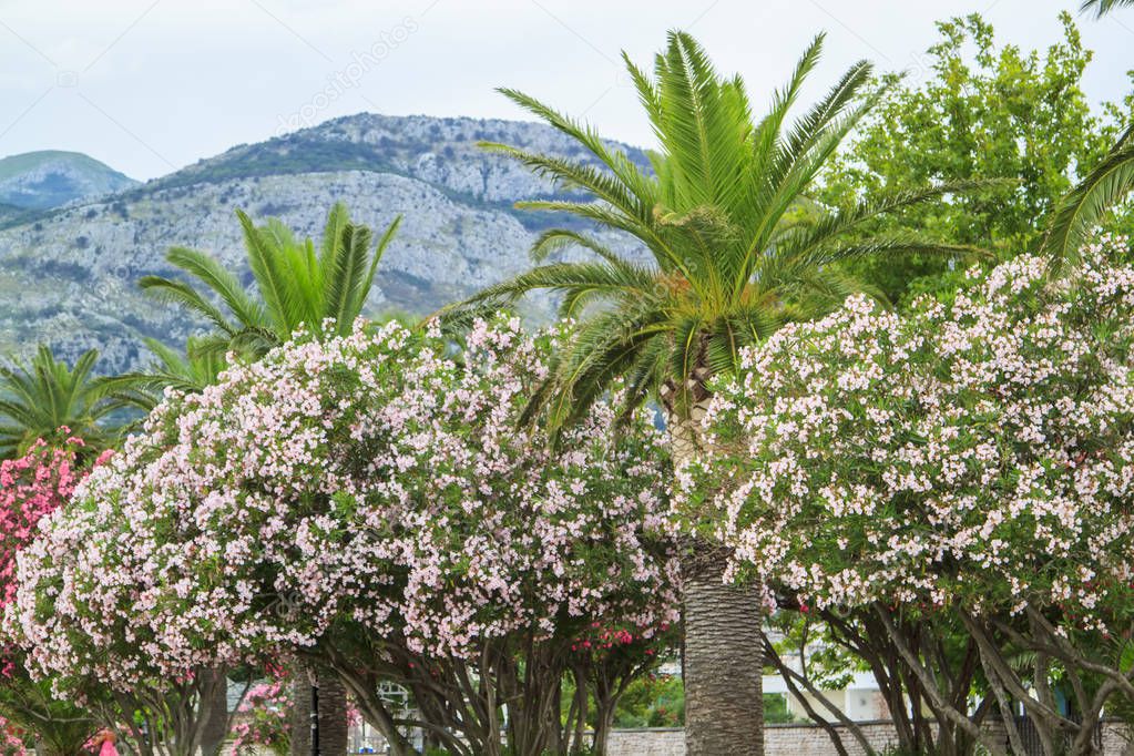 flowering bushes of oleander and palm trees against the sky