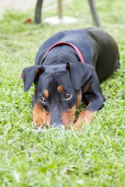 yalnız üzgün Alman Pinscher arka bahçesinde çim üzerinde yalan 