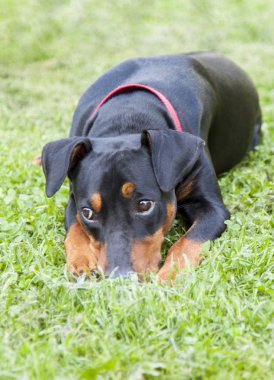 yalnız üzgün Alman Pinscher arka bahçesinde çim üzerinde yalan 