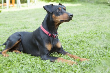 yalnız üzgün Alman Pinscher arka bahçesinde çim üzerinde yalan 