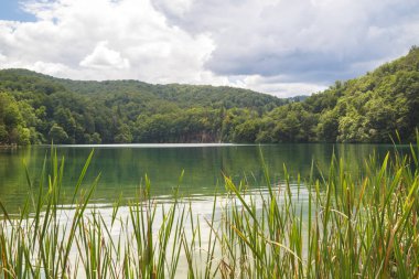 Plitvice gölleri Milli Parkı el değmemiş orman