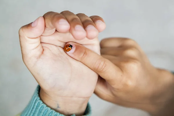 Coccinella striscia sul palmo e le dita di una bambina che la studia con curiosità e lo mostra ai suoi genitori — Foto Stock