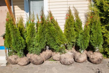 Natural green coniferous Thuja in bags with soil for outdoor planting clipart