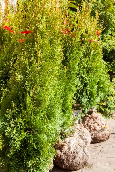 Thuja Verde Naturale Conifere Sacchi Con Terreno Semina All Aperto — Foto Stock