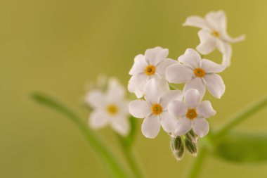 Unutma (Myosotis) beyaz çiçek yeşil bir arka plan üzerinde