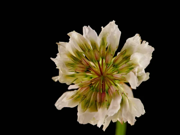 close-up shot of a white clover flower on a black background