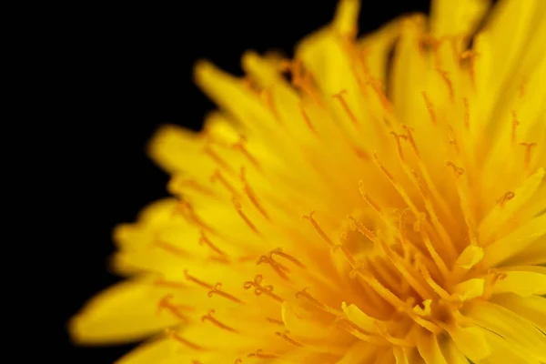 Siyah Arka Plan Üzerine Taze Parlak Sarı Karahindiba Çiçek — Stok fotoğraf