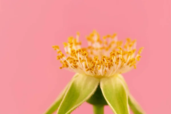 Dogrose Çiçek Yaprakları Üzerinde Pembe Bir Arka Plan Olmadan Close — Stok fotoğraf