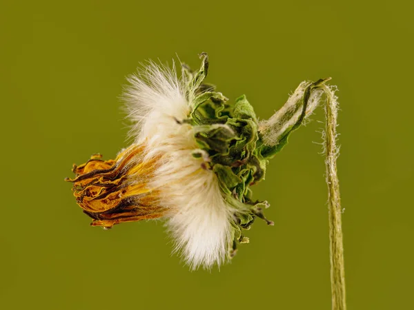 Primo Piano Fiore Tarassaco Appassito Sfondo Verde — Foto Stock