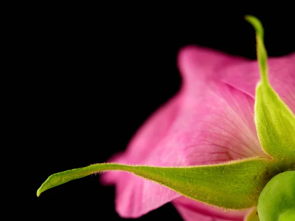 Yakın Çekim Yeşil Yaprakları Ile Bir Pembe Dogrose Çiçek Arka — Stok fotoğraf