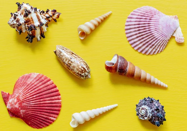 Verschiedene Muscheln Auf Leuchtend Gelbem Hintergrund — Stockfoto