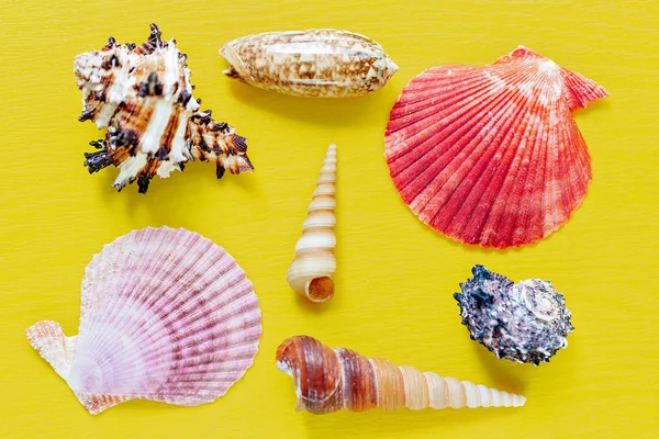 Verschiedene Muscheln Auf Leuchtend Gelbem Hintergrund — Stockfoto