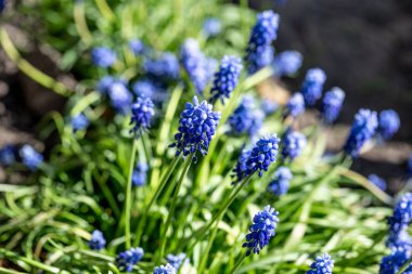 Mavi muscari çiçekleri bir bahar günü çiçek tarhında çalılar