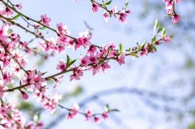 Güneşli bir bahar güzel çiçek şeftali ağaçları. Yumuşak odak, doğal bulanıklık