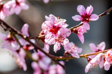 Güneşli bir bahar güzel çiçek şeftali ağaçları. Yumuşak odak, doğal bulanıklık