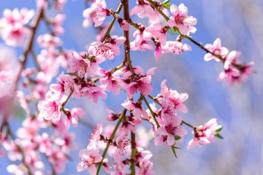 Güneşli bir bahar güzel çiçek şeftali ağaçları. Yumuşak odak, doğal bulanıklık