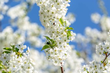 Kiraz çiçeklerinin çiçekleri bir bahar günü arka planda mavi gökyüzü
