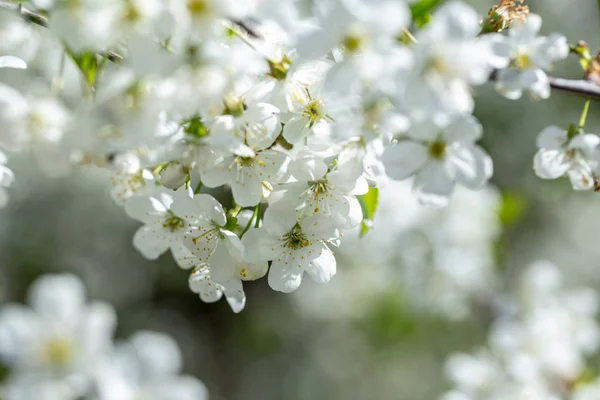 春の日 青空を背景に桜の花々 — ストック写真