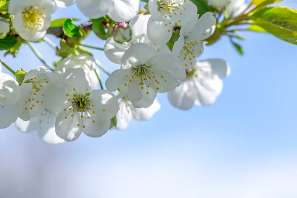 春の日 青空を背景に桜の花々 — ストック写真