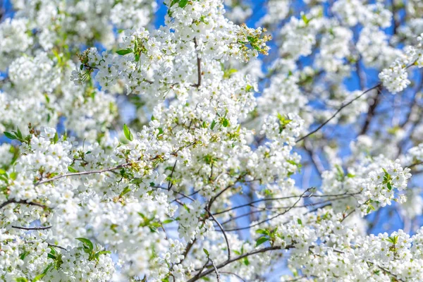 春の日 青空を背景に桜の花々 — ストック写真